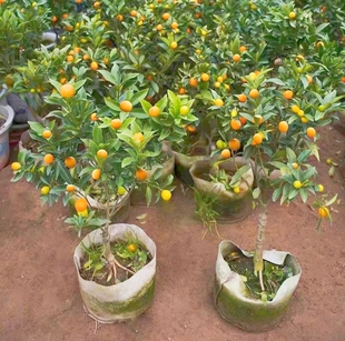 脆皮金桔树苗带果盆栽可食用金橘桔子苗阳台庭院四季结果耐寒植物