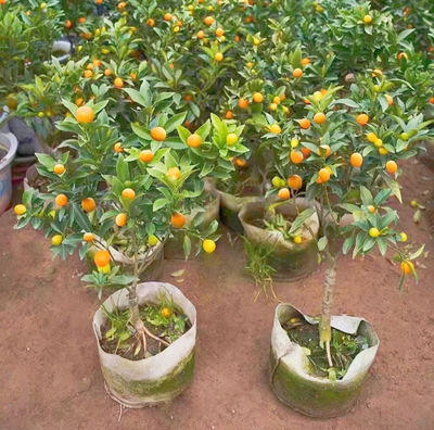 脆皮金桔树苗带果盆栽可食用金橘桔子苗阳台庭院四季结果耐寒植物