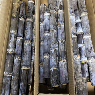 现砍广西黑皮甘蔗中段新鲜正宗一级紫皮应季特产孕妇水果脆甜多汁