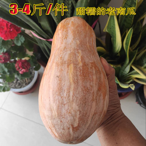 广西当季新鲜农家自种小老南瓜