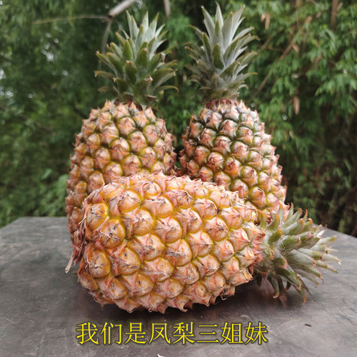 当季新鲜金钻凤梨脆甜多汁5斤