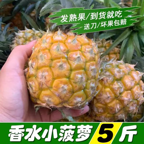现摘树上熟广西香水小菠萝脆甜手撕菠萝当季新鲜水果5斤装非凤梨