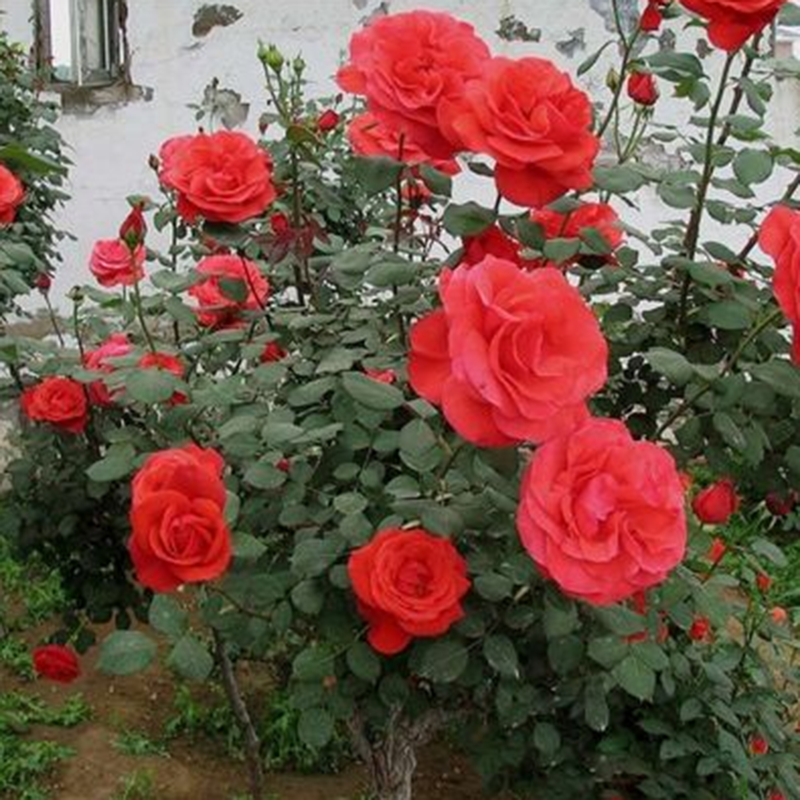 国月大花月季花绯扇绿植开阳台庭院盆栽玫瑰花花朵大花期长浓香型