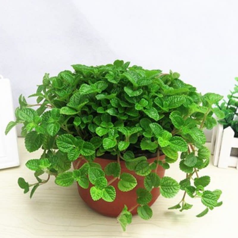 盆栽绿植花卉吸毒草四季常青植物空气净化剂