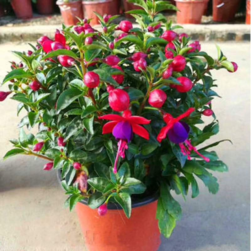 宝莲灯重瓣倒挂金钟绿植盆栽紫色灯笼花吊钟海棠种苗室内阳台盆栽