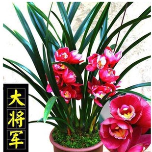 24元 蘭花苗盆栽建蘭墨蘭花室內觀花植物綠植濃香名貴蘭花 6顆四季