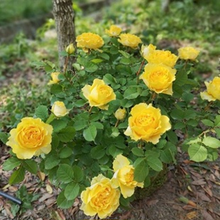 日系月季 开花玫瑰盆栽绿植矮灌木植物抗病强 花苗贝壳阳台庭院四季