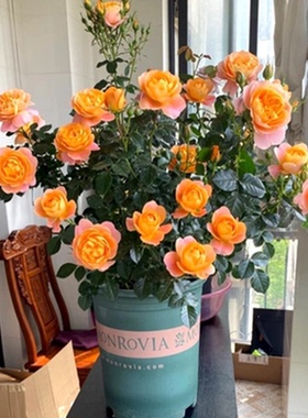 阳台多花微月果汁阳台橙色玫瑰灌木大花勤花多头耐寒耐热四季开花