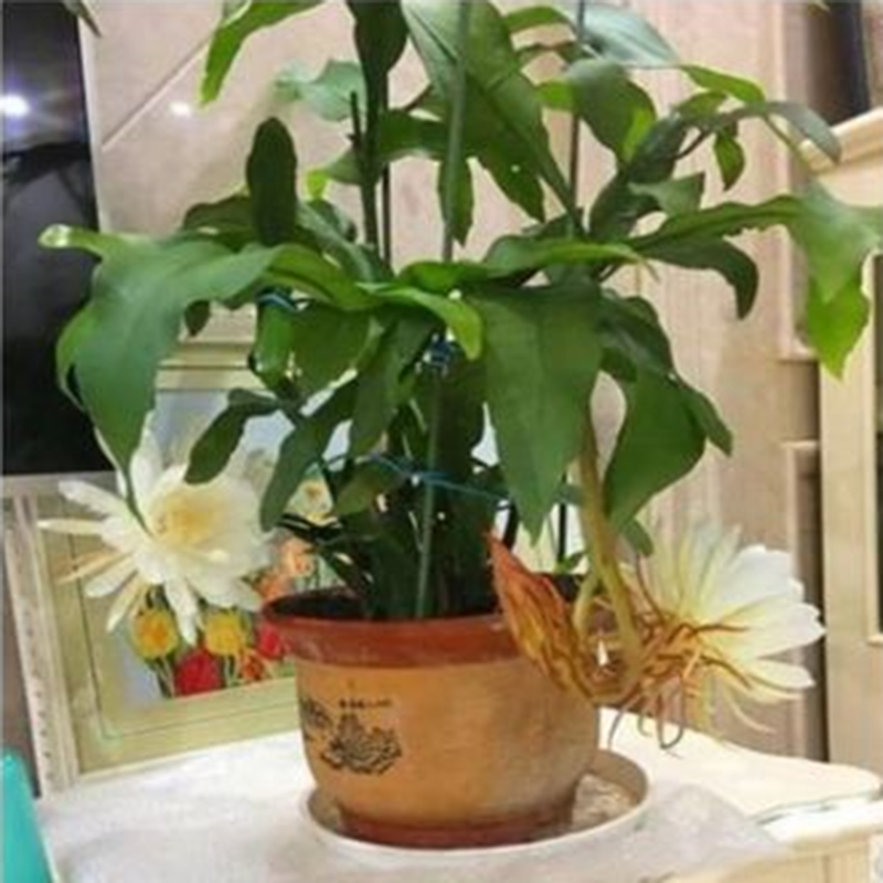 大叶昙花苗阳台桌面高档盆栽绿植昙花盆栽四季长青当年开花可食用