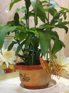 大叶昙花苗阳台桌面高档盆栽绿植昙花盆栽四季长青当年开花可食用