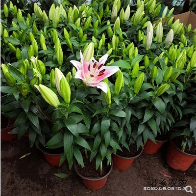 带花苞香水百合花苗盆栽绿植四季开花观花植物桌面绿植重瓣百合花