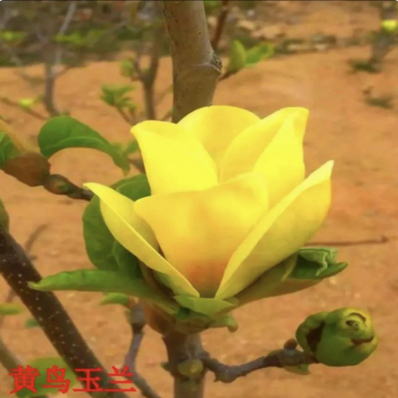 黄花玉兰黄鸟玉兰带花苞包对版