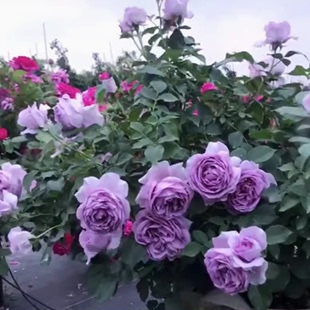 蓝紫色丰花月季诺瓦利斯大花浓香型玫瑰花苗四季开花阳台灌木月季