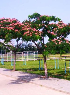 红色合欢树苗盆栽黄粉色绒花树绿植花卉金合欢苗庭院行道树芙蓉树