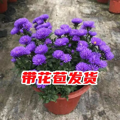 紫苑荷兰菊阳台四季深紫色重瓣