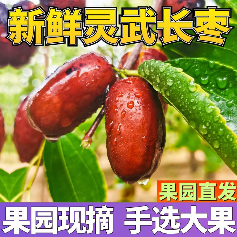 【现摘特级宁夏灵武长枣新鲜冬枣新鲜枣子脆甜长枣冬枣皮薄肉多