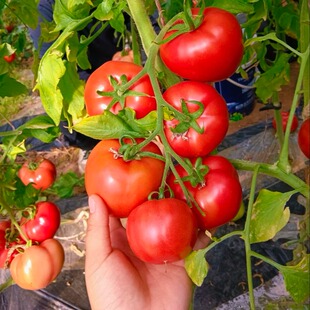 宁夏青铜峡老品种沙瓤西红柿新鲜熟自然沙瓤水果番茄5斤普罗旺斯