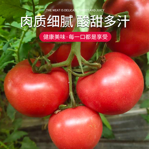 连湖西红柿普罗旺斯包邮5斤产地包邮直发青铜峡番茄青铜峡西红柿