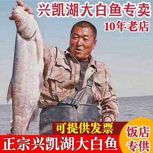 兴凯湖大白鱼东北特产黑龙江淡水鱼类鲜活三花五罗鱼大白刁翘嘴鱼