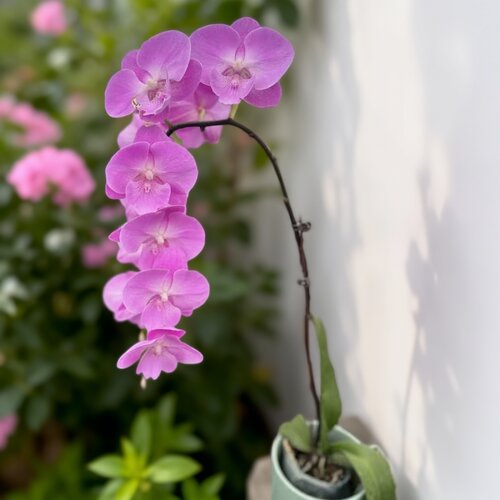 【上海椎名蝴蝶兰】欧佩拉