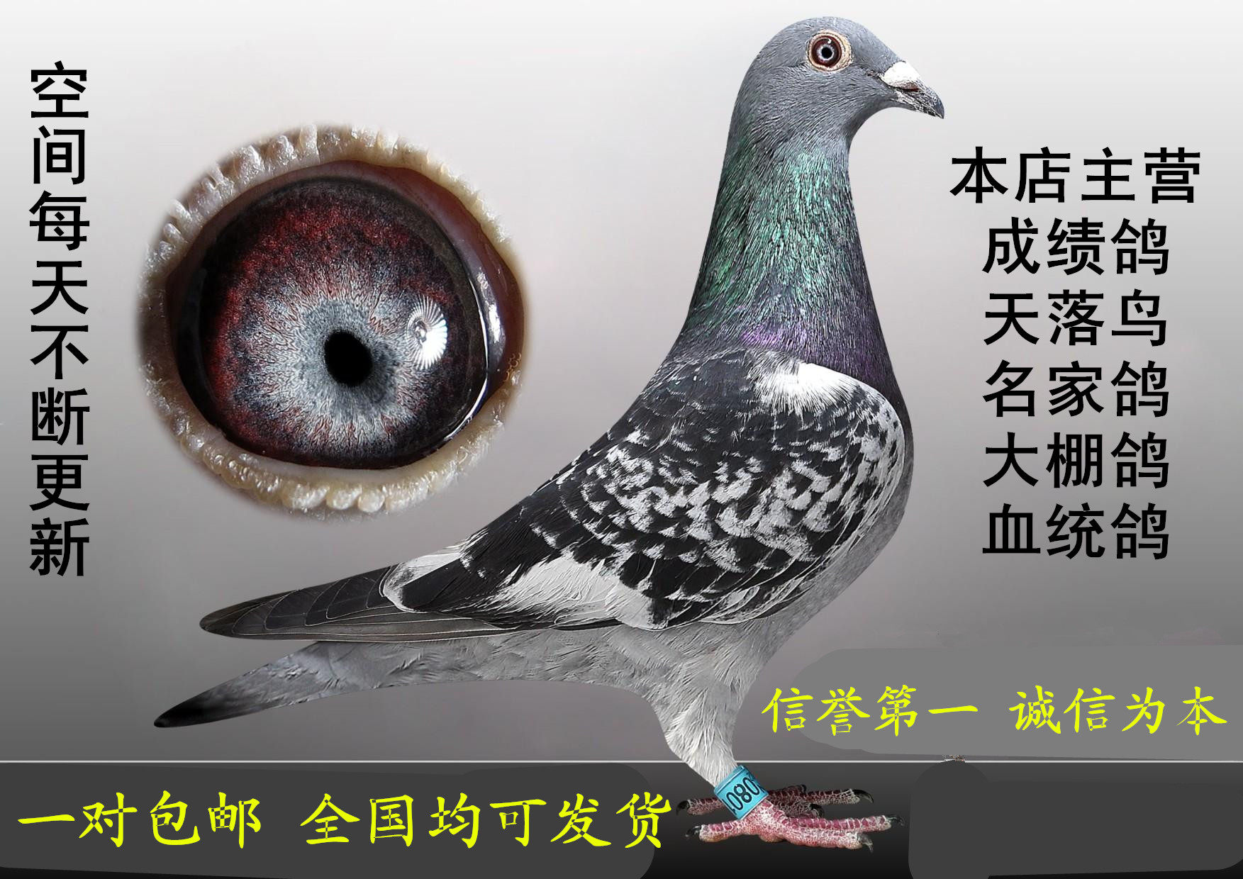信鸽 鸽子活体 天落鸽 公棚特比种鸽 血统鸽 鸟活体 归巢鸽成绩鸽