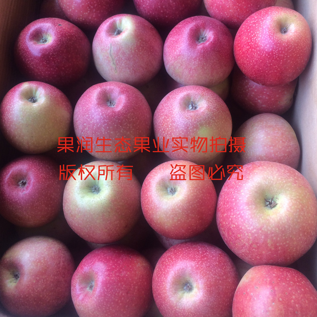 新鲜水果陕西礼泉秦冠苹果粉面沙甜不脆苹果5斤宝宝带皮吃的包邮