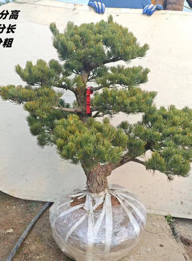 日本宫岛大阪松长青阳台庭院造型盆景老桩迎客松短针五针松黑松