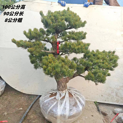 日本宫岛大阪松长青阳台庭院造型盆景老桩迎客松短针五针松黑松