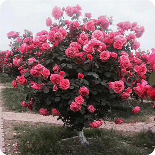 嫁接树状四季树桩月季花卉盆栽庭院植物树苗室内带花浓香开花不断