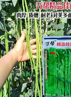 万帮精品挂面王长豆角种籽早熟高产厚肉红籽特长豇豆种子大田蔬菜