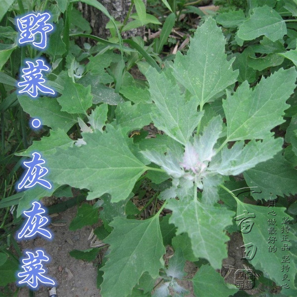 野生灰灰菜种子 蔬菜种子春季种 野菜种子 味道鲜美 营养价值丰富