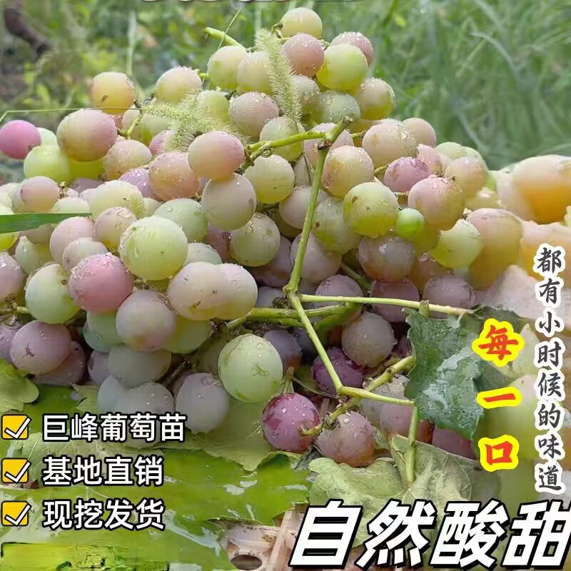 葡萄树苗老品种巨峰葡萄苗青红葡萄苗南北方种植当年结果耐寒果树
