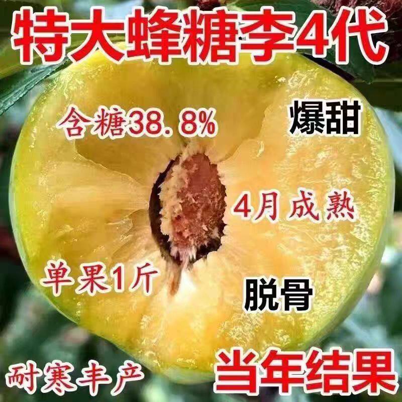 蜂糖李子树苗嫁接新品种特大四月早熟南北方种植盆栽地栽当年结果