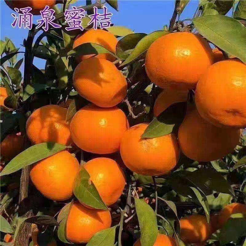 正宗临海涌泉早熟蜜桔苗无核桔子树苗嫁接无籽柑橘子树苗当年结果