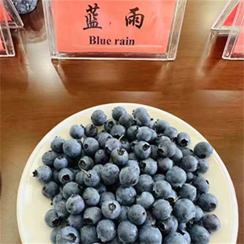 蓝雨大果南方北方种植盆栽地栽耐寒蓝莓树苗带土蓝莓苗当年结果