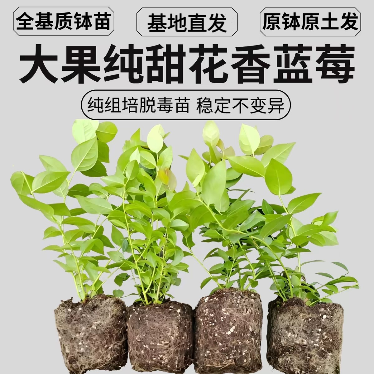 蓝莓苗花香L25F6组培大果纯甜蓝莓苗脱毒钵苗薄雾南北方盆栽地栽
