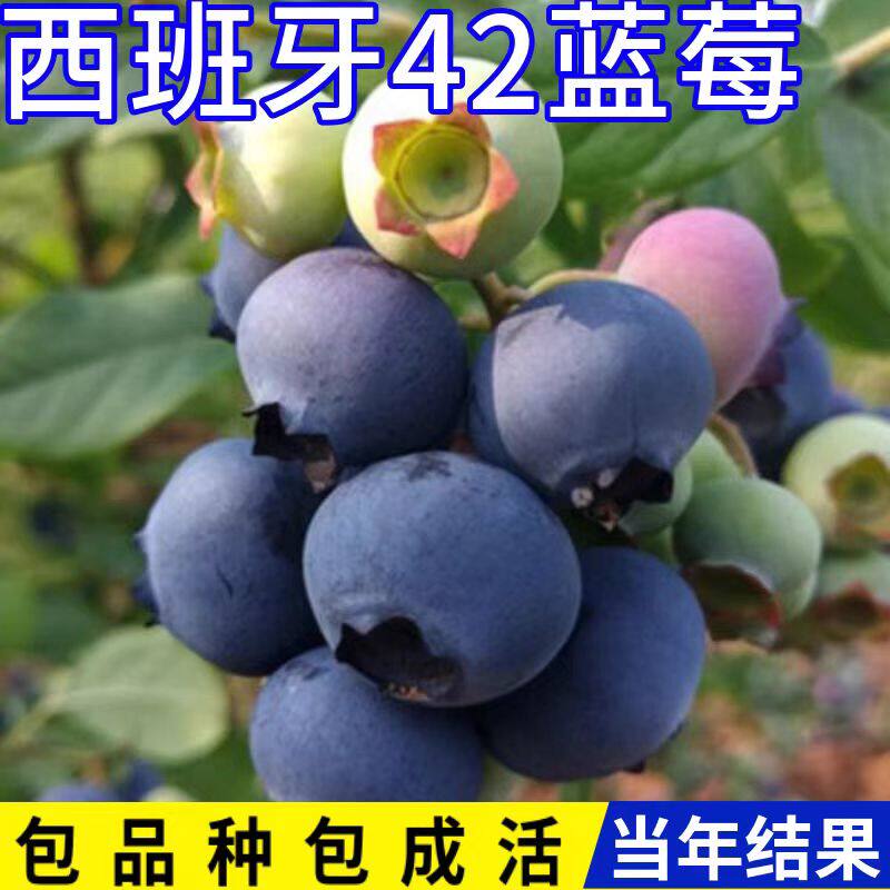 西班牙42蓝莓苗南方北方室内阳台盆栽蓝莓树果苗地栽大果当年结果