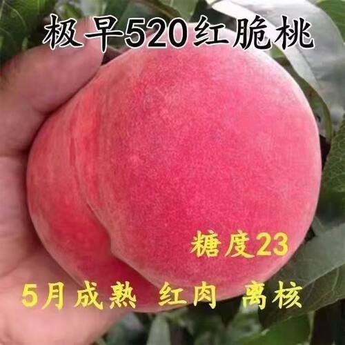 早熟桃树苗嫁接极早520红脆桃 五月熟红肉离核美脆桃南方北方种植