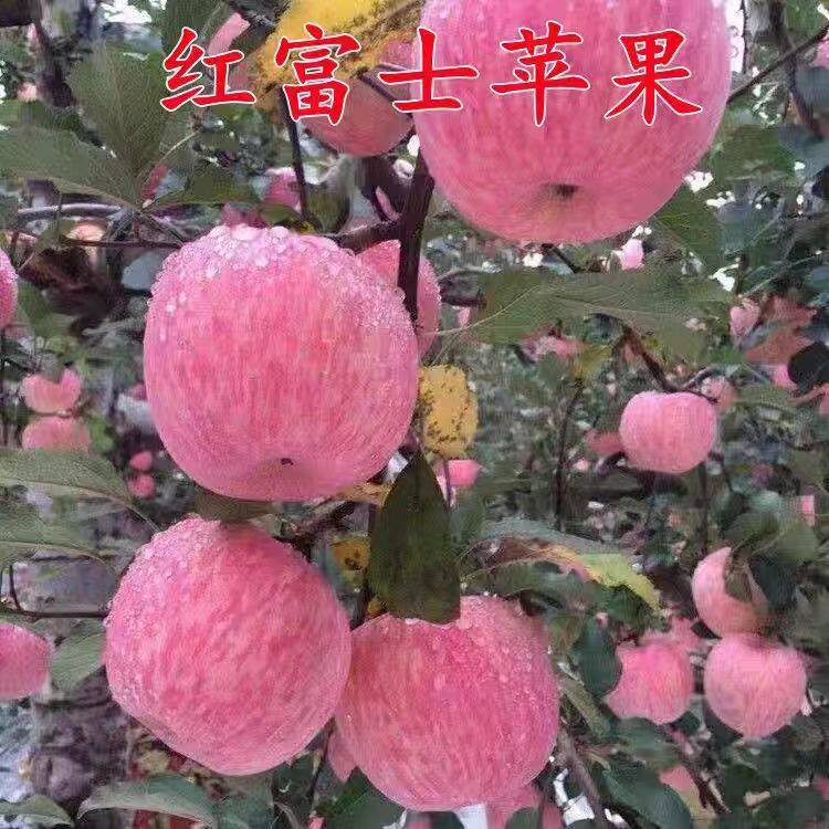 正宗烟台红富士苹果树苗脆甜苹果嫁接苗盆栽地栽南方北方种植耐寒