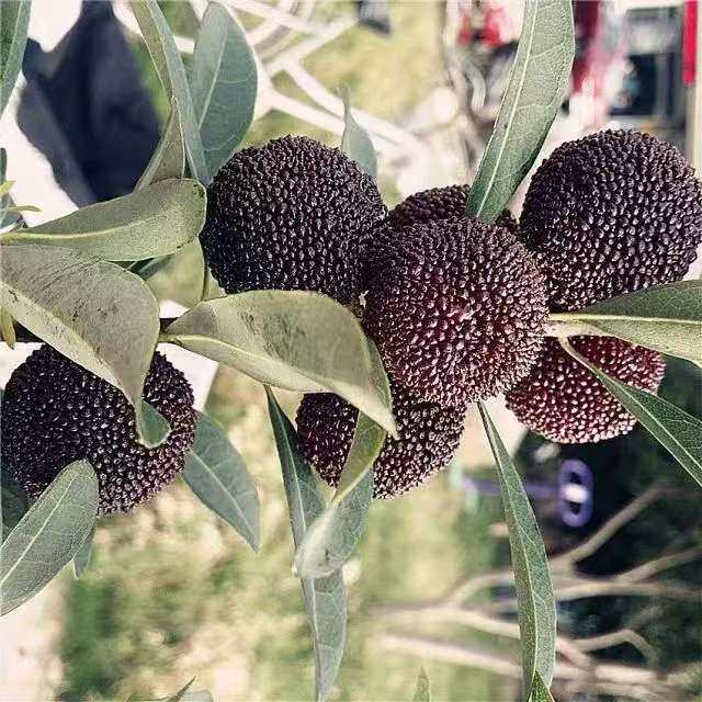 黑高峰杨梅树苗嫁接台湾早熟杨梅苗盆栽阳台庭院地栽南方北方种植
