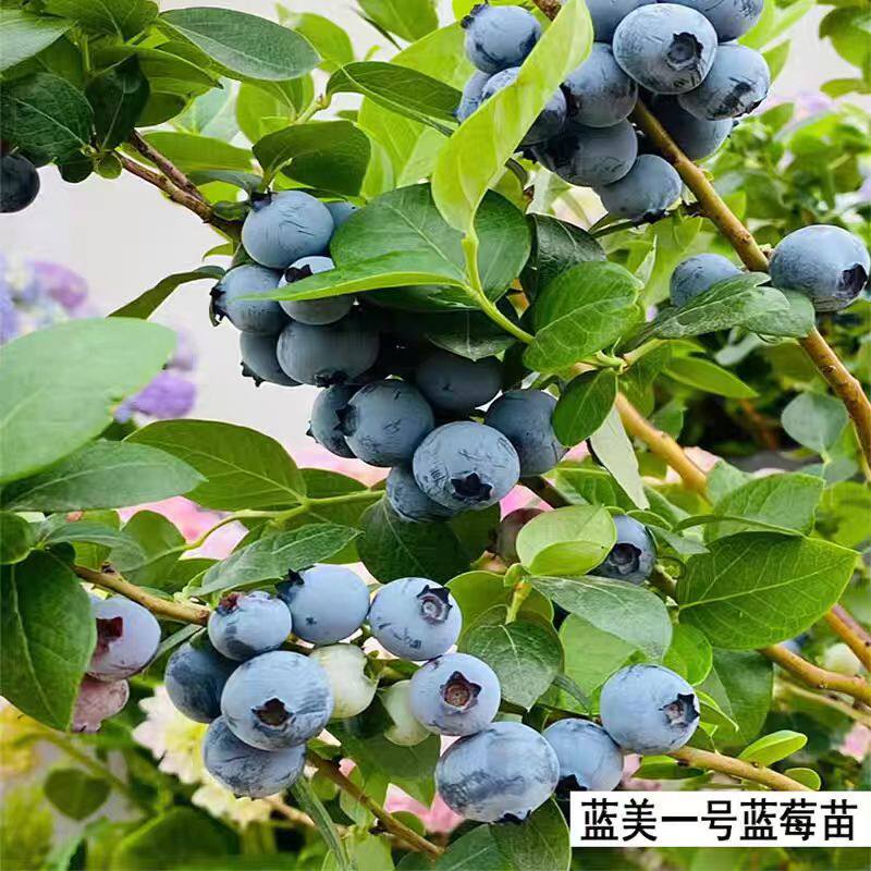 中国蓝美一号蓝莓苗南北方种植矮丛蓝莓树果苗盆栽庭院果树果苗