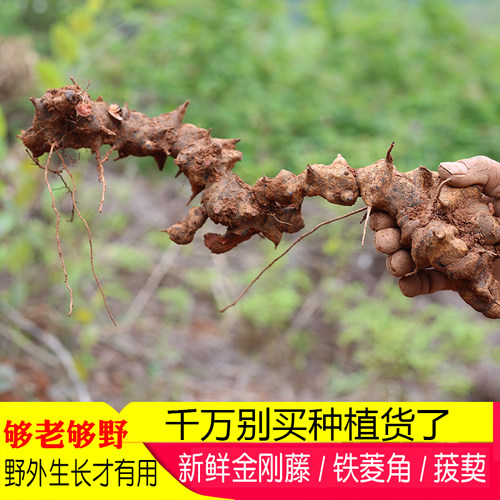 金刚藤新鲜深山药材农家现挖菝葜