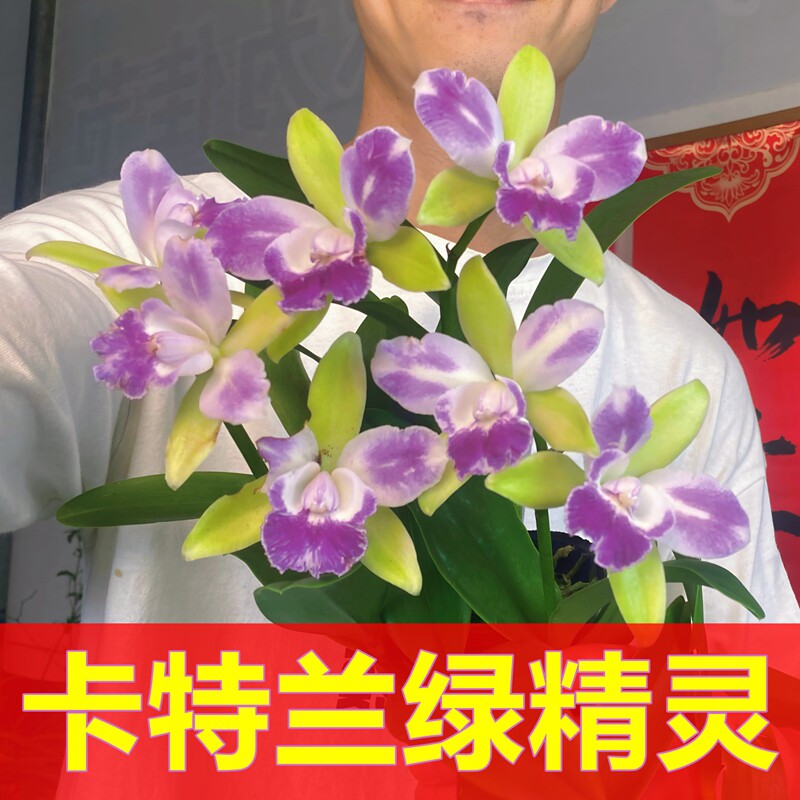 【卡特兰】花卉盆栽洋兰绿精灵幽香好养易活室内客厅绿色高端绿植