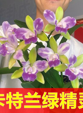 【卡特兰】花卉盆栽洋兰绿精灵幽香好养易活室内客厅绿色高端绿植