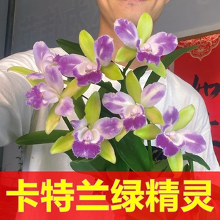 【卡特兰】花卉盆栽洋兰绿精灵幽香好养易活室内客厅绿色高端绿植