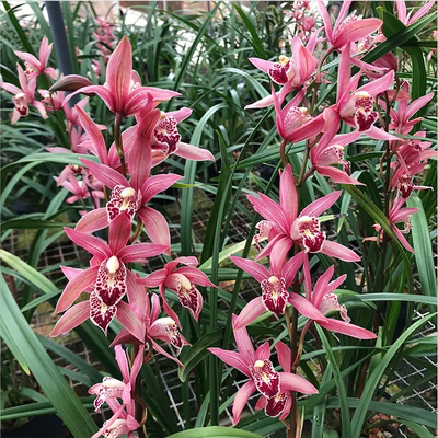 建兰台北小姐3苗裸根发货