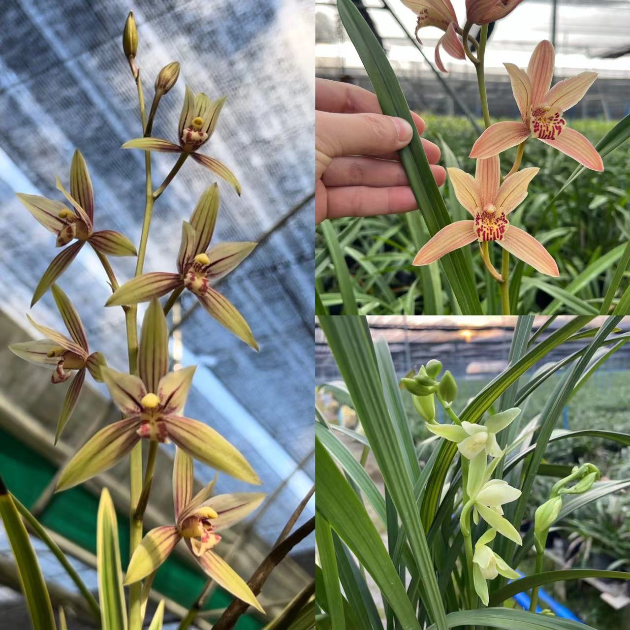 【黄金彩虹、台北仙子、金丝马尾】建兰青苗浓香花期6-12月