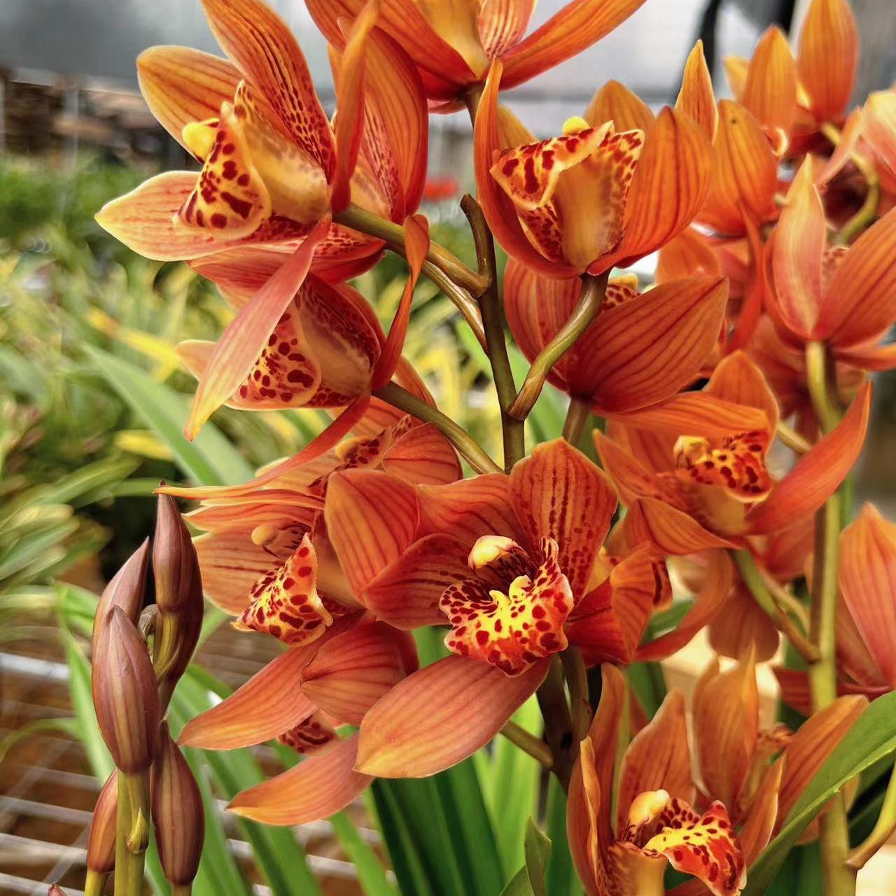 醉美人年宵花建兰青苗发货浓香原盆原土兰花盆栽