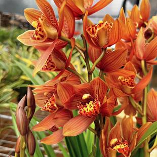 醉美人年宵花建兰青苗发货浓香原盆原土兰花盆栽