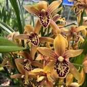 东方美人 浓香型兰花苗带花苞原盆发货室内好养活高端兰花绿植